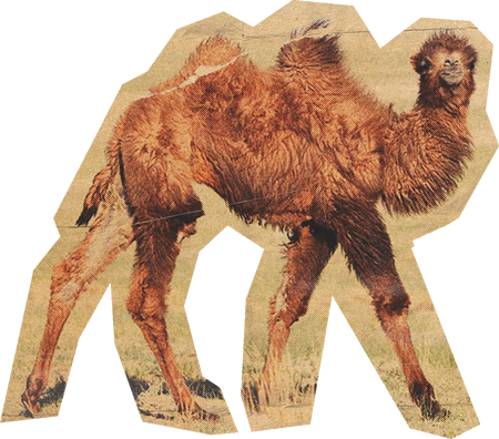 Camel Cut Out