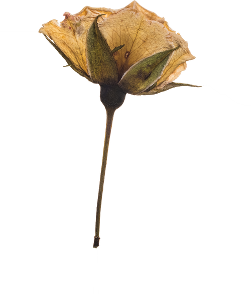 Hand Pressed Flora