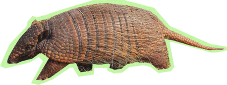 Armadillo Cut Out