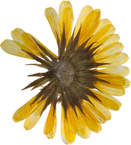 Hand Pressed Flora