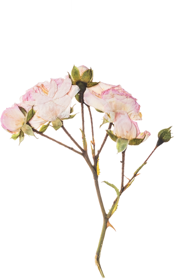Hand Pressed Flora