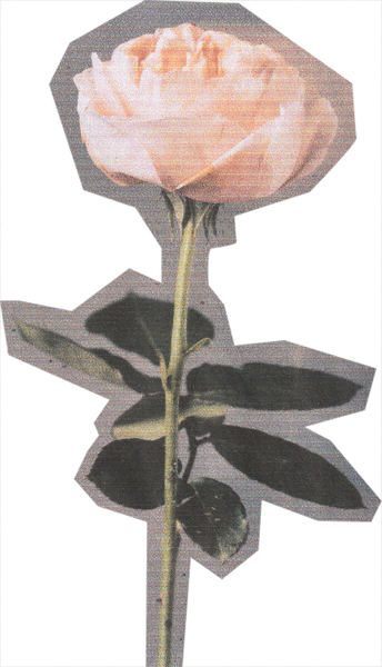 Scanned Cutout Rose