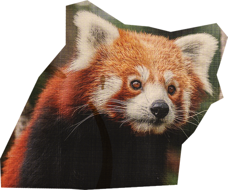 Red Panda Cut Out