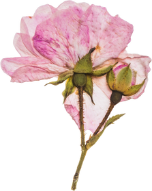 Hand Pressed Flora