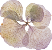 Hand Pressed Flora