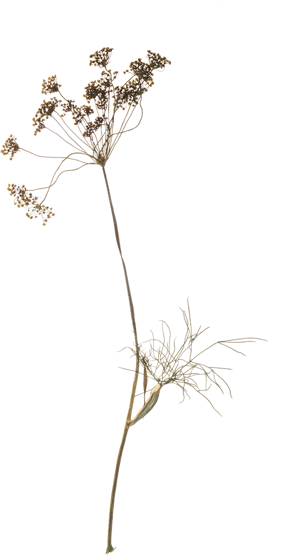 Hand Pressed Flora