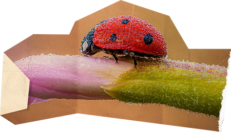 Ladybug Cut Out