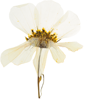 Hand Pressed Flora