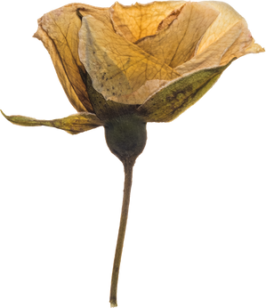 Hand Pressed Flora