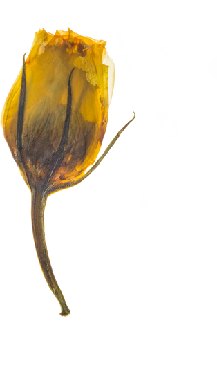 Hand Pressed Flora