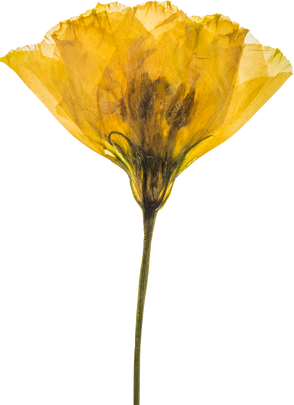 Hand Pressed Flora