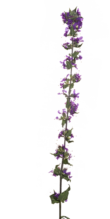 Hand Pressed Flora