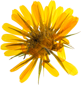 Hand Pressed Flora