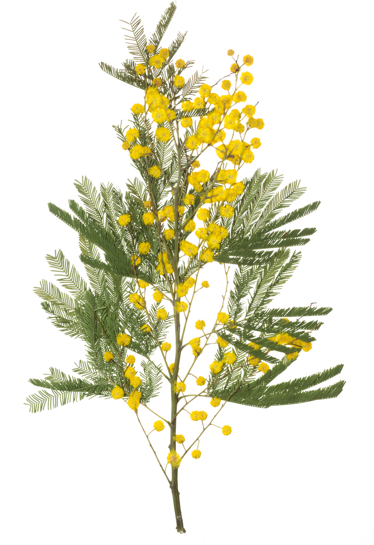 Hand Pressed Flora