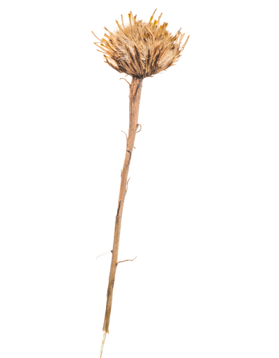 Hand Pressed Flora