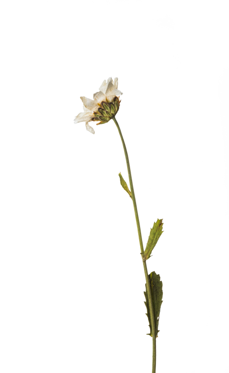 Hand Pressed Flora