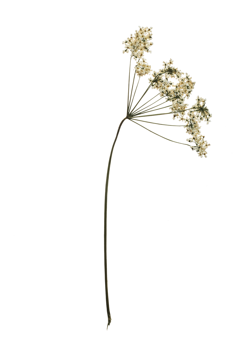 Hand Pressed Flora