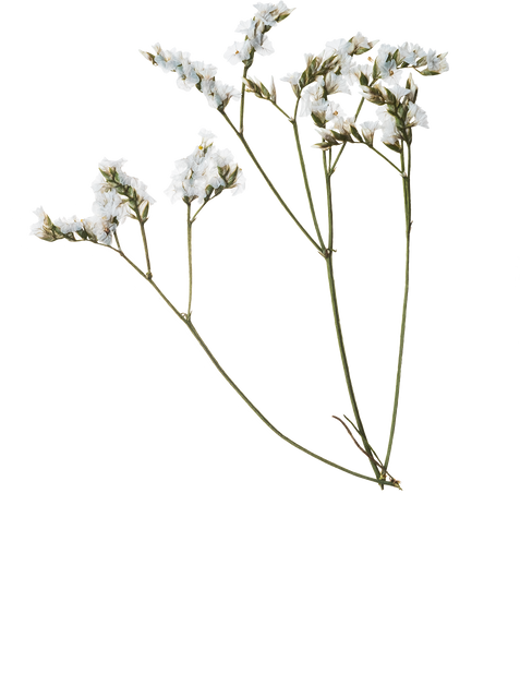 Hand Pressed Flora