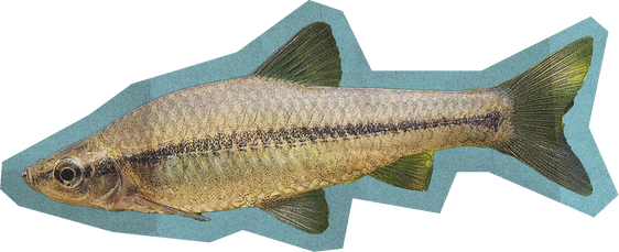 Fish Cut Out