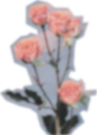 Scanned Cutout Roses
