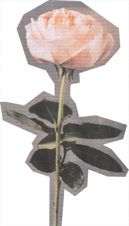 Scanned Cutout Rose