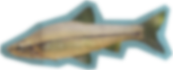 Fish Cut Out