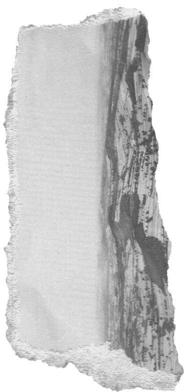 Ripped Photo